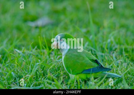 Nengetus cinereus - le perroquet argentin est une espèce de la famille des Psittacidae. Banque D'Images