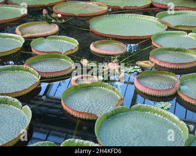 Des nénuphars géants flottant sur l'eau, l'une des plantes aquatiques étonnantes du monde exposées au Royal Botanic Gardens Kew. Banque D'Images