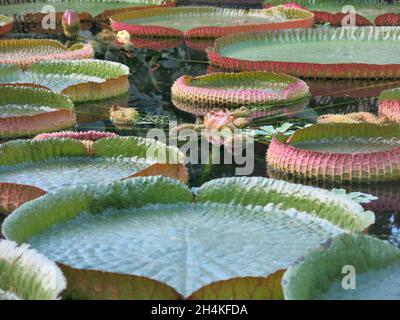 Des nénuphars géants flottant sur l'eau, l'une des plantes aquatiques étonnantes du monde exposées au Royal Botanic Gardens Kew. Banque D'Images