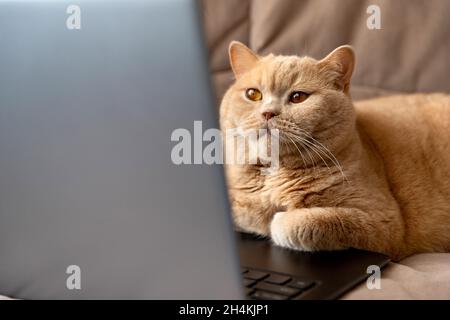 Un chat écossais rouge se trouve sur le canapé avec ordinateur portable Banque D'Images
