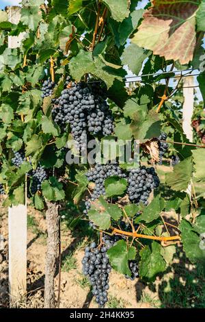 Détail de la vigne juteuse bio sucrée en automne.gros plan des raisins rouges dans le vignoble,concept de récolte de raisin.branches de raisins frais croissant Banque D'Images