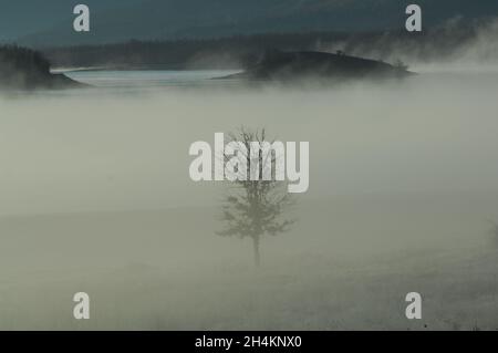 Paysage brumeux avec un mystérieux arbre solitaire.Lac de Plastiras, Karditsa, Grèce centrale, Europe Banque D'Images