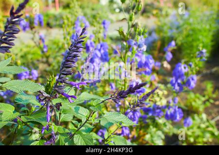 Citron vert Hosta violet avec feuilles vert clair en arrière-plan Banque D'Images