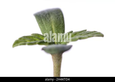 Un détail macro d'une petite plante de cannabis isolée sur blanc Banque D'Images