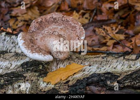 Polypore de bouleau / support de bouleau / strop de rasoir (Fomitopsis betulina / Piptoporus betulinus) support champignon poussant sur le tronc de bouleau tombé dans la forêt Banque D'Images