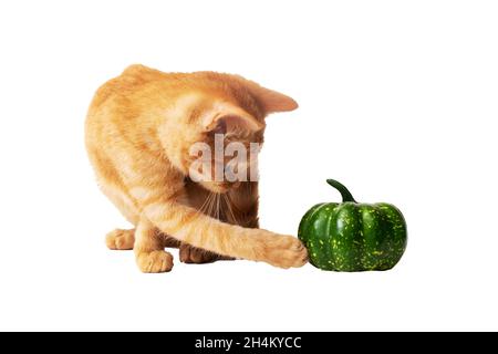 Chatons au gingembre et citrouille verte isolés sur fond blanc Banque D'Images