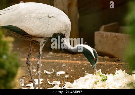 Portrait d'un oiseau dans le zoo, Anthropoides virgo oiseau, un oiseau enfermé dans une cage, une petite grue. Banque D'Images