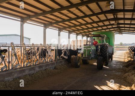 Camion spécial versant des piles de nourriture pour les vaches laitières dans un abri de vache à la ferme. Banque D'Images