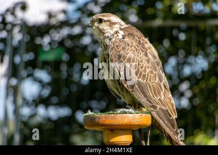 Le Falcon Saker (Cerrug Falco), est situé sur un stand dans le jardin Banque D'Images