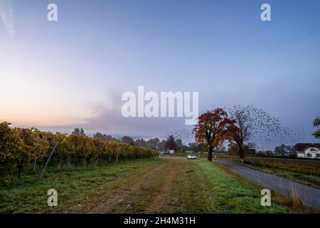 Lever de soleil brumeux à Birnau sur Bodensee, Allemagne Banque D'Images