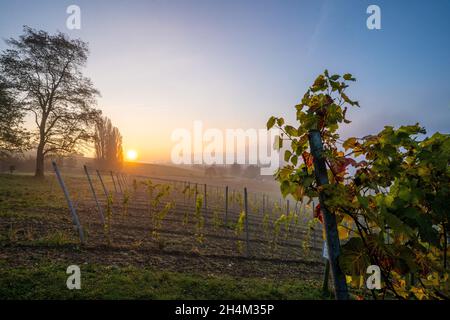 Lever de soleil brumeux à Birnau sur Bodensee, Allemagne Banque D'Images