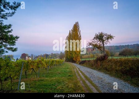 Lever de soleil brumeux à Birnau sur Bodensee, Allemagne Banque D'Images