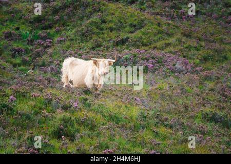 Highland Cow de couleur claire dans la montagne remplie de fleurs de bruyère, île de Skye, Écosse Banque D'Images