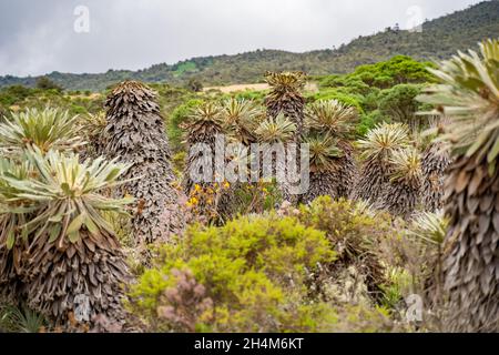 Randonnée jusqu'à Paramo de Guacheneque.Espeletia (Framejones) est un genre de plantes de la famille des Asteraceae, endémique au páramo dans les Andes. Banque D'Images