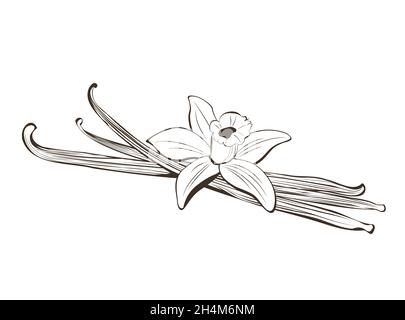 Gousses dessinées à la main et fleur de vanille Illustration de Vecteur