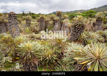 Randonnée jusqu'à Paramo de Guacheneque.Espeletia (Framejones) est un genre de plantes de la famille des Asteraceae, endémique au páramo dans les Andes. Banque D'Images