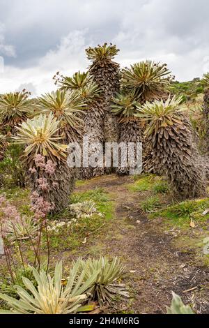 Randonnée jusqu'à Paramo de Guacheneque.Espeletia (Framejones) est un genre de plantes de la famille des Asteraceae, endémique au páramo dans les Andes. Banque D'Images