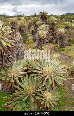 Randonnée jusqu'à Paramo de Guacheneque.Espeletia (Framejones) est un genre de plantes de la famille des Asteraceae, endémique au páramo dans les Andes. Banque D'Images