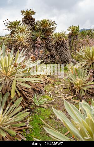 Randonnée jusqu'à Paramo de Guacheneque.Espeletia (Framejones) est un genre de plantes de la famille des Asteraceae, endémique au páramo dans les Andes. Banque D'Images