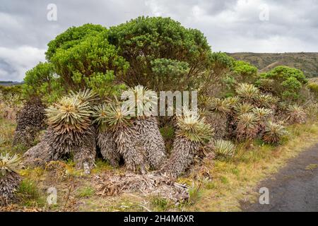 Randonnée jusqu'à Paramo de Guacheneque.Espeletia (Framejones) est un genre de plantes de la famille des Asteraceae, endémique au páramo dans les Andes. Banque D'Images