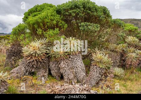 Randonnée jusqu'à Paramo de Guacheneque.Espeletia (Framejones) est un genre de plantes de la famille des Asteraceae, endémique au páramo dans les Andes. Banque D'Images