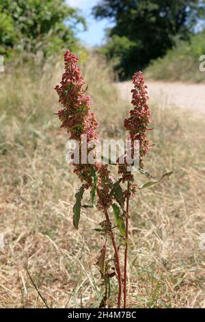 L'ostrére de mouton ou l'ostrére rouge croissant le long d'une voie herbeuse Banque D'Images