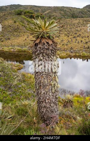 Randonnée jusqu'à Paramo de Guacheneque.Espeletia (Framejones) est un genre de plantes de la famille des Asteraceae, endémique au páramo dans les Andes. Banque D'Images