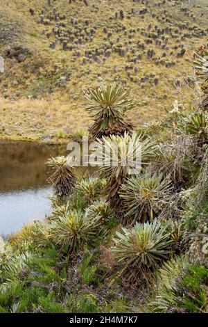 Randonnée jusqu'à Paramo de Guacheneque.Espeletia (Framejones) est un genre de plantes de la famille des Asteraceae, endémique au páramo dans les Andes. Banque D'Images