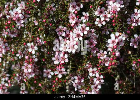Fleurs de Manuka Banque D'Images