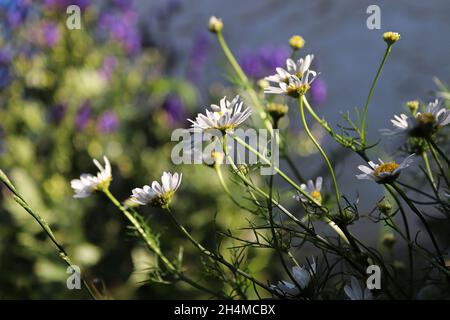 Vue latérale des plantes de camomille sans sentant en fleur Banque D'Images