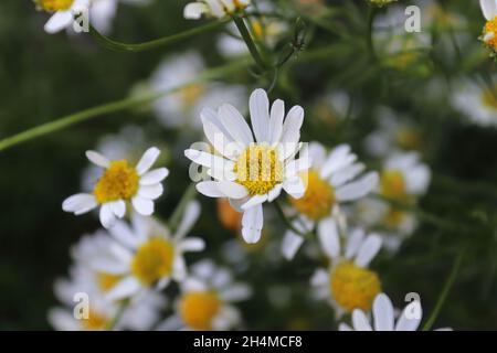 Un fond de fleurs blanches de camomille sans sentons Banque D'Images