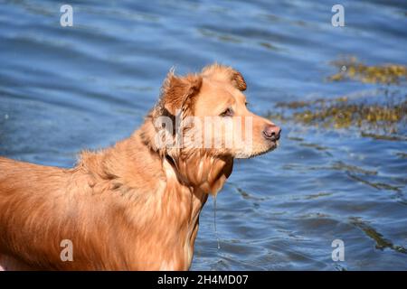 Le chien de Toller coule humide dans les eaux de l'océan. Banque D'Images