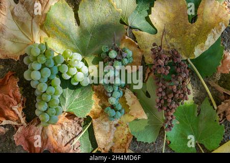 Vue de dessus du séchage et des raisins verts biologiques mûrs frais sur les feuilles sous la lumière du soleil en automne Banque D'Images