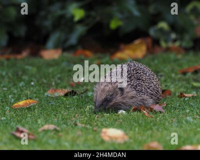 ces images ont été capturées dans mon jardin alors que le hérisson a commencé ses tours qui peuvent atteindre 2 miles. Ils sont très vulnérables sur les routes. Banque D'Images