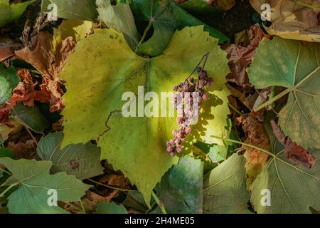 Vue de dessus d'un bouquet de raisins secs sur une grande feuille d'érable jaune sous la lumière du soleil dans la nature Banque D'Images