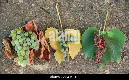 Vue de dessus du séchage et des raisins verts biologiques mûrs frais sur les feuilles sous la lumière du soleil en automne Banque D'Images