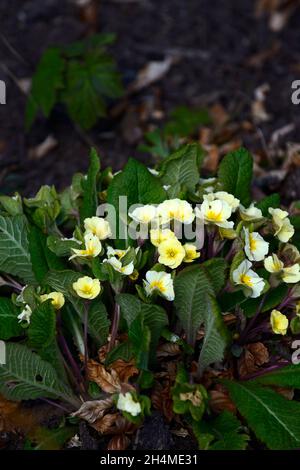 Primula Tara,primrose tara,kennedy primrose,primroses,acaulis rose tiges,fleurs jaune foncé,feuillage vert rougeâtre foncé,jack-dans-la-forme verte,vigorou Banque D'Images