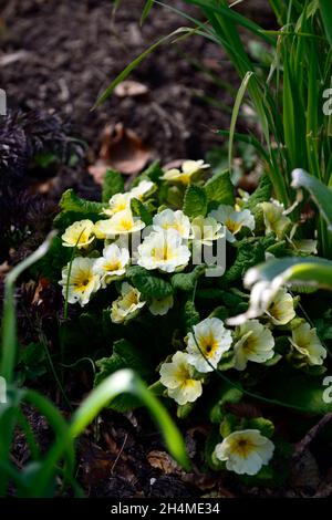 Primula Tara,primrose tara,kennedy primrose,primroses,acaulis rose tiges,fleurs jaune foncé,feuillage vert rougeâtre foncé,jack-dans-la-forme verte,vigorou Banque D'Images