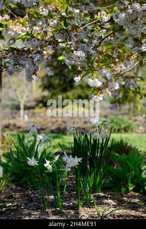 Narcisse thalia,jonquille blanche,cerisier,cerisier,cerisier,sous-plantée,triandrus,fleur à têtes multiples,fleurs blanches,narcissus blanc,narciss Banque D'Images