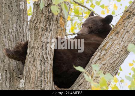 Amérique du Nord; États-Unis; Montana; faune; ours noir américain;Ursus americanus ; été Banque D'Images