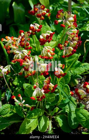 Primula veris nuances de coucher de soleil,primulas,Cowslip,Cowslips,rouge,jaune,fleur,fleurs,fleur,printemps,RM Floral Banque D'Images