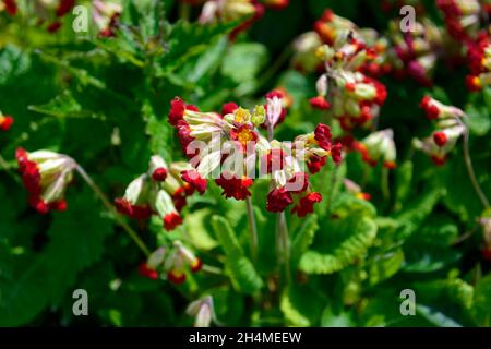 Primula veris nuances de coucher de soleil,primulas,Cowslip,Cowslips,rouge,jaune,fleur,fleurs,fleur,printemps,RM Floral Banque D'Images