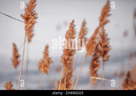 Fond naturel de roseaux contre le ciel.De hautes tiges légères de roseaux se balancent dans le vent sur fond de rivière gelée Banque D'Images