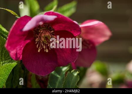 Gros plan d'une fleur de chellebore rose en fleur Banque D'Images