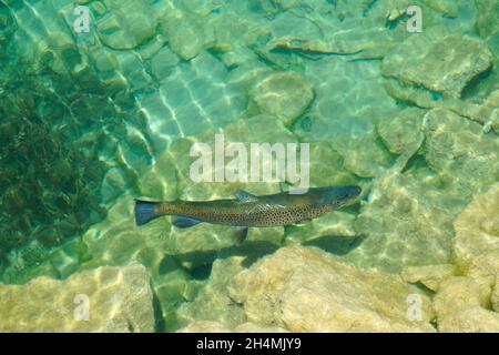 Une magnifique grosse truite dans l'eau turquoise du lac Eibsee au pied de la montagne Zugspitze en Bavière (Allemagne) Banque D'Images