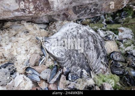 Kinaliada, Istanbul, Turquie - 07.31.2021: Vue rapprochée du corps mort d'un mouette mouette mort juste à cause de Banque D'Images