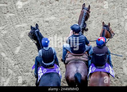 Del Mar, CA, États-Unis.1er novembre 2021.1 novembre 2021: Armour, entré dans la coupe des éleveurs Juvenile Turf Sprint et vertigineux, entré dans la coupe des éleveurs Juvenile Turf Sprint faites connaissance de la piste de course le 1 novembre 2021 au Del Mar Thoroughbred Club à Del Mar, Californie.Scott Serio/Eclipse Sportswire/Breeders Cup/CSM/Alay Live News Banque D'Images