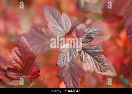 Physocarpus branches en automne gros plan.Physocarpus opulifolius.Famille des Rosaceae.Arrière-plan d'automne lumineux avec feuilles rouges d'arbustes à feuilles. Banque D'Images