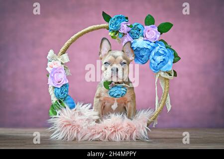 Chien Bulldog français chiot assis dans un anneau orné de fleurs devant un fond violet Banque D'Images