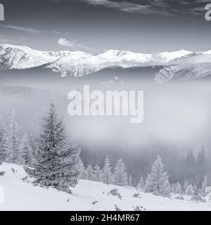 Paysage monochrome avec montagnes et forêt couverte de neige, brume dans la vallée Banque D'Images